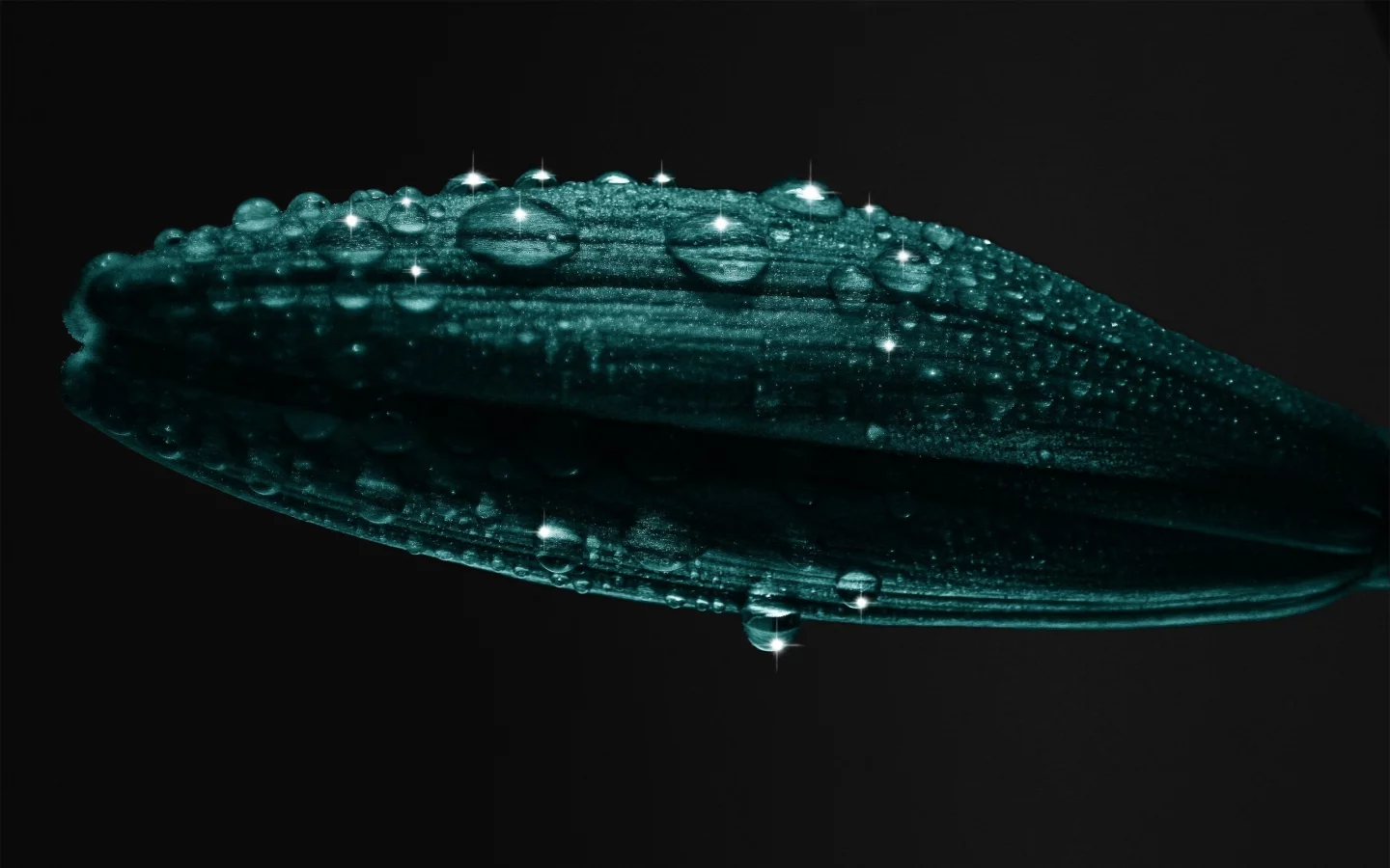 растение, 2560x1600, лепестки, petals, капли, plant, water drops, macro, вода, макро