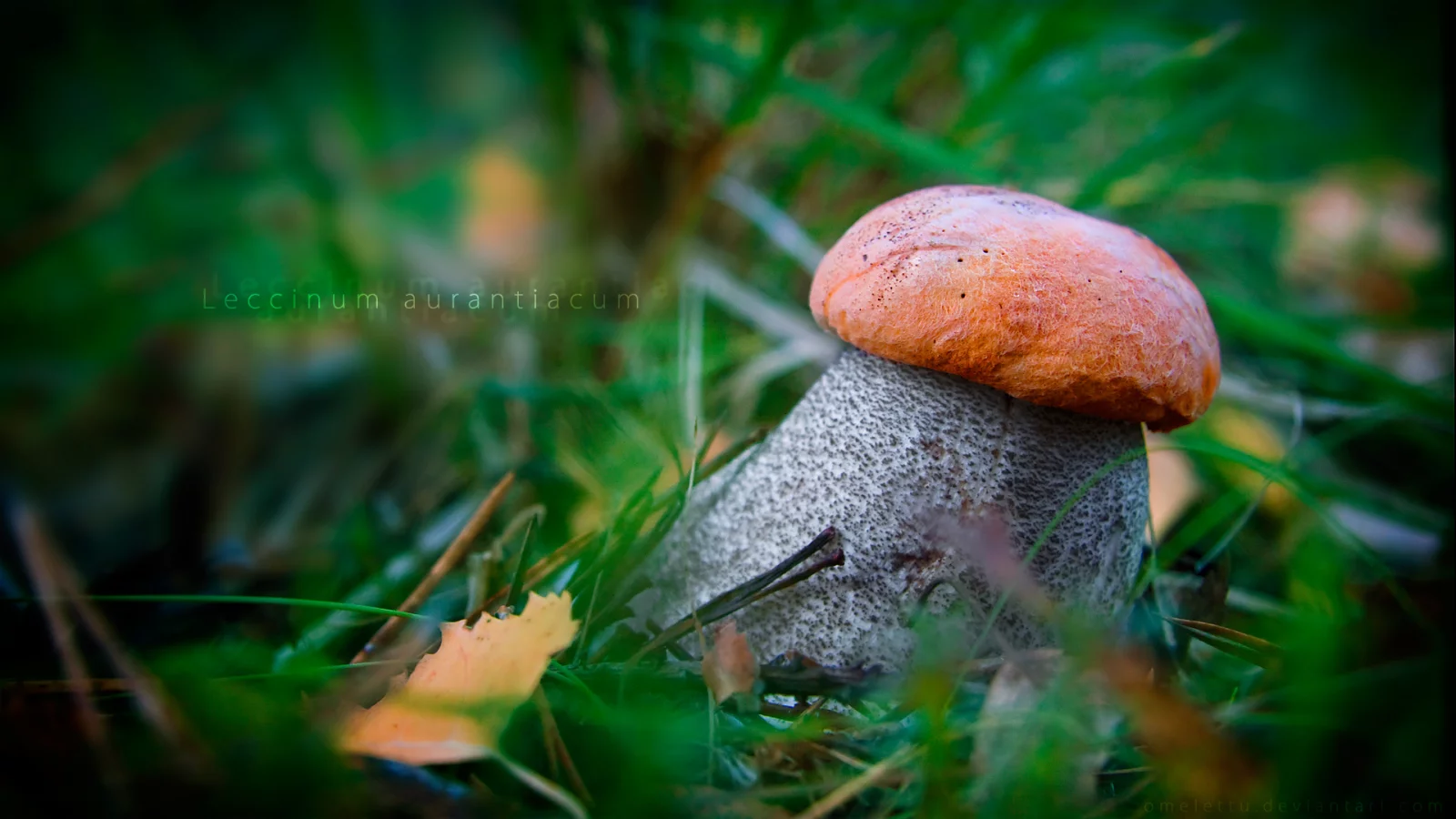 подосиновик красный, leccinum aurantiacum, гриб