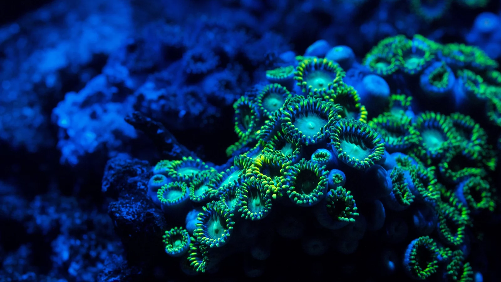 zoa coral, подводный мир, zoanthid