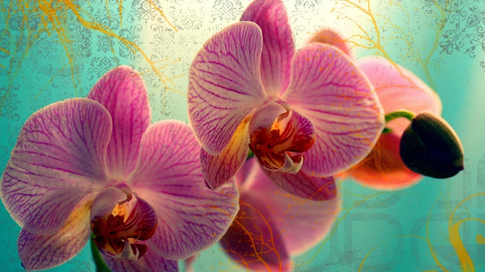 цветок, цветы, flowers, макро, бутон