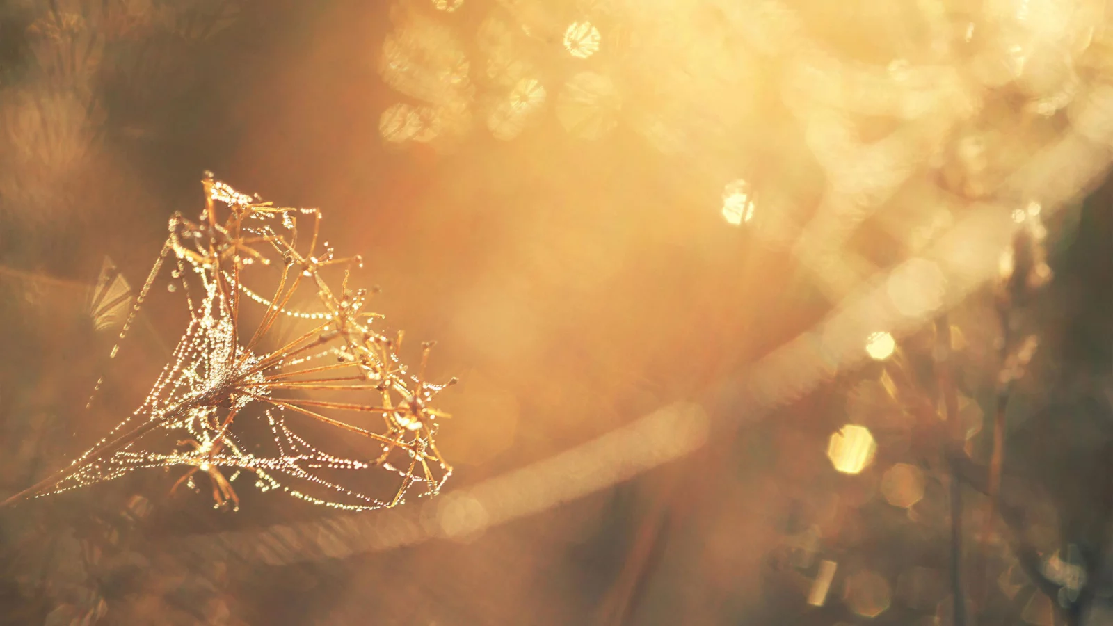 photo, sunlight, dandelion, makro