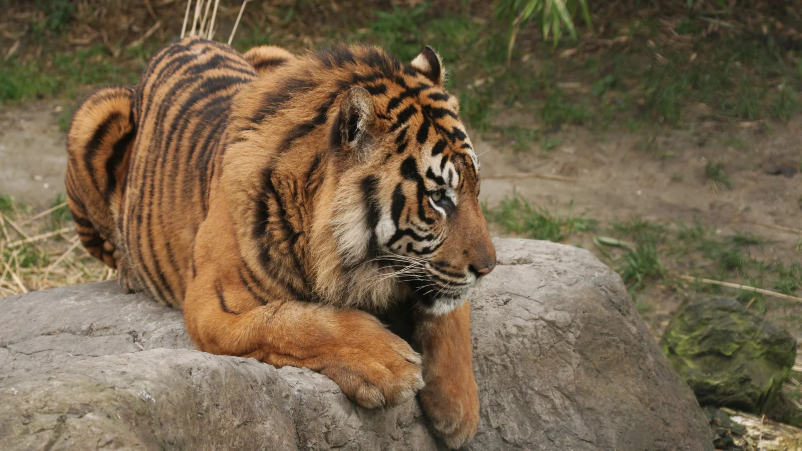 тигр, камень, лежит