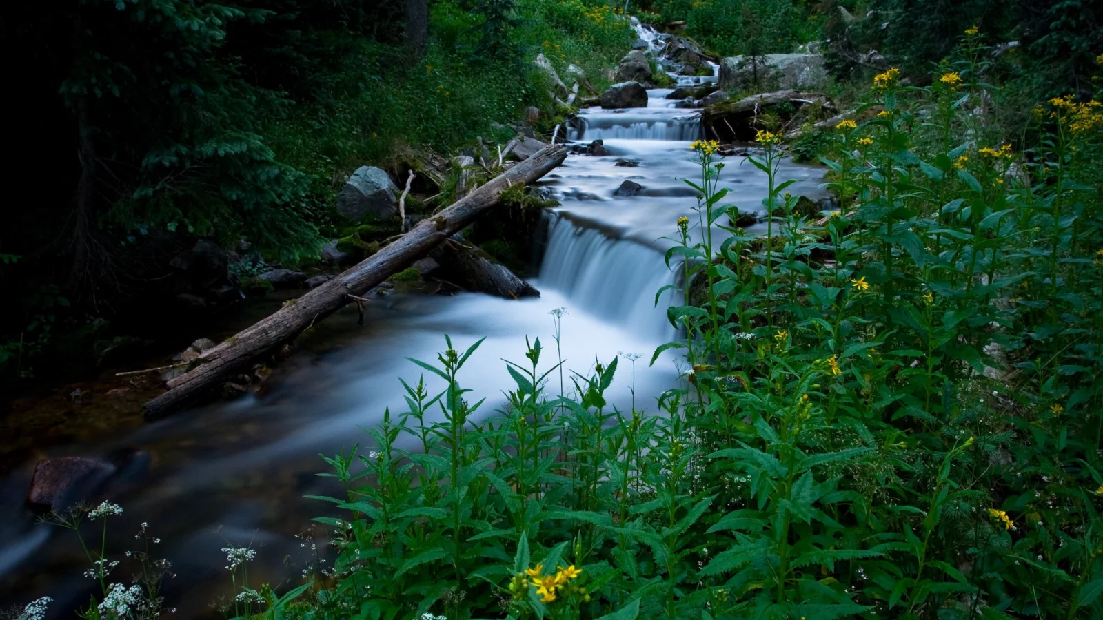 растения, трава, зелень, природа, дерево, ручей, вода, ель, лес, поток