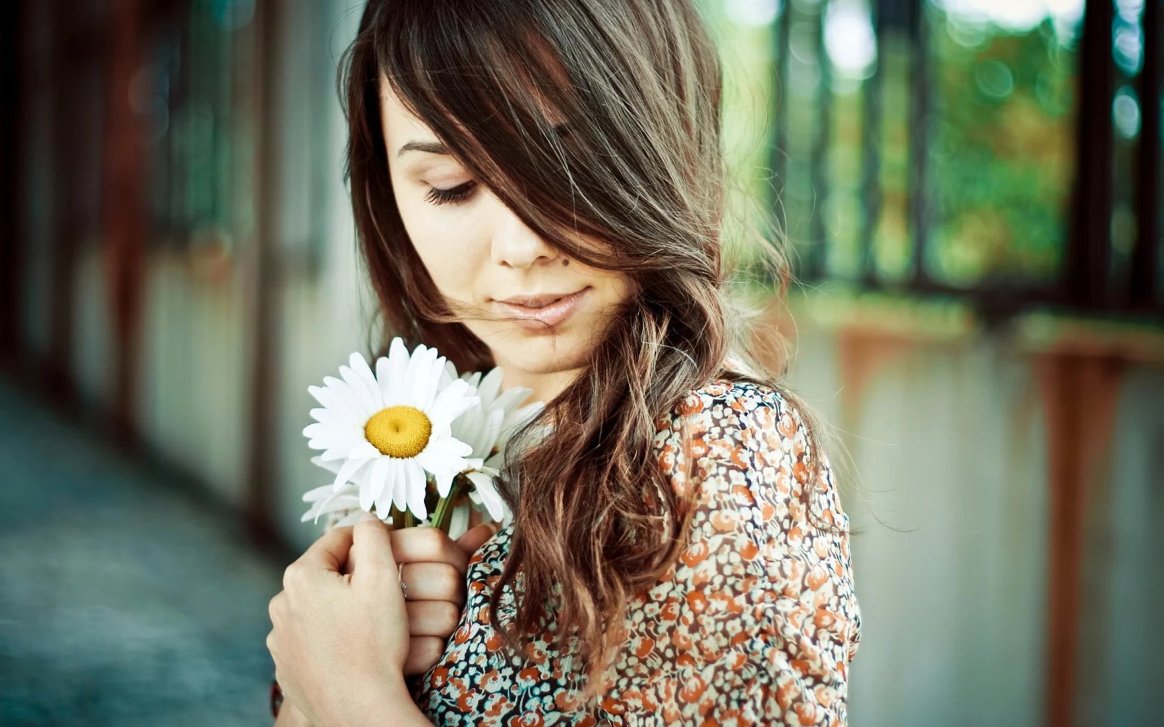 девушка, girl, daisy, ромашка