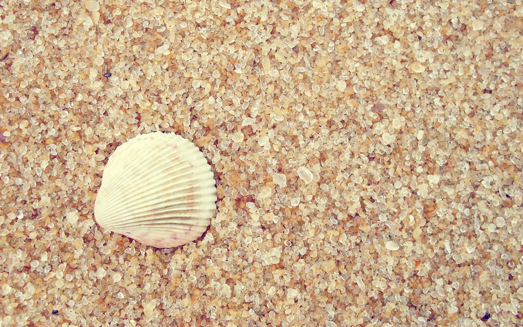 2560x1600, ракушка, sand, shell, macro, макро, песок