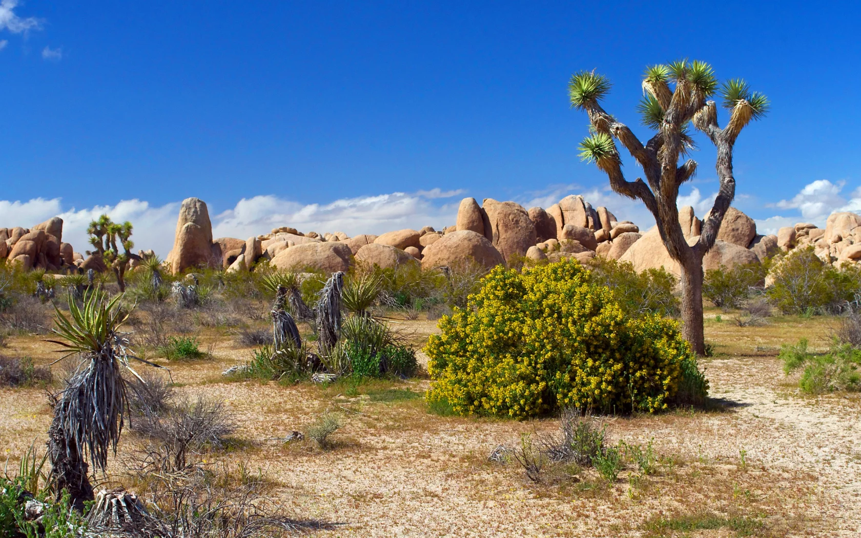 joshua tree, цветы, камни, песок, растения, national park, пустыня