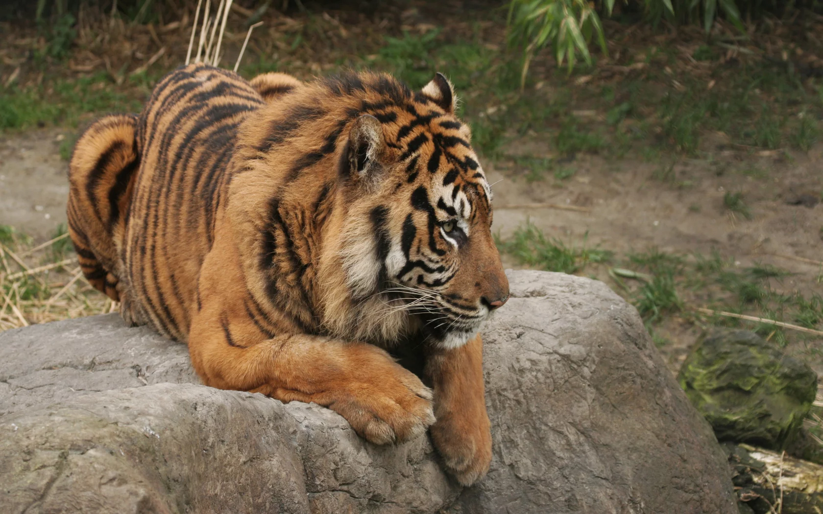 тигр, камень, лежит