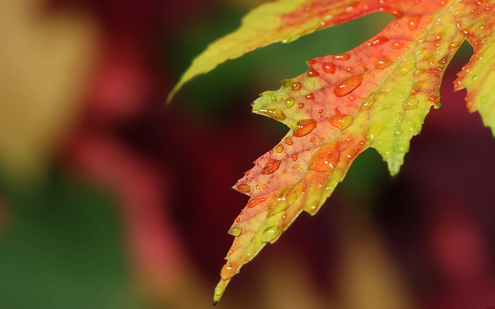 капли, лист, autumn, осень