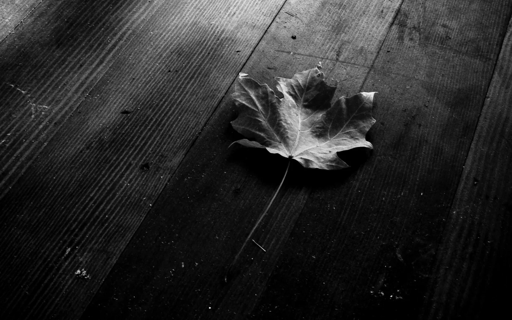 макро, листья, чёрный фон, leaves, листки, leaf, листок