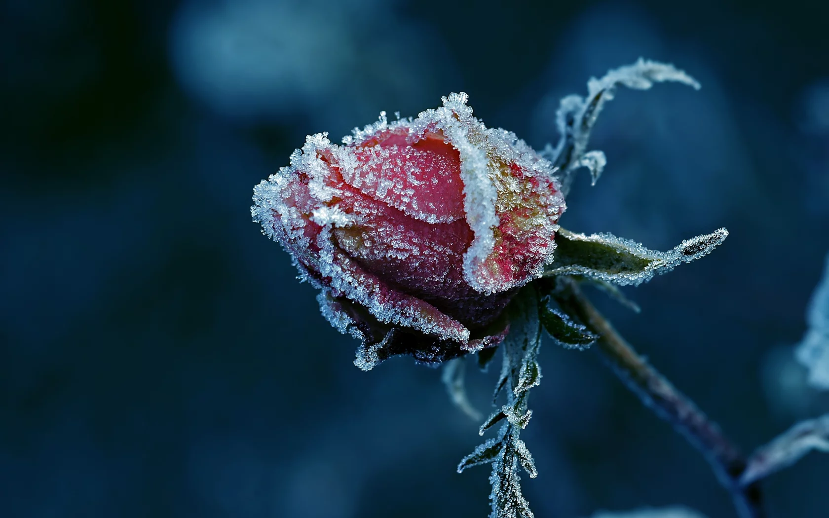 бутон, so cold, иней, роза, littl3fairy