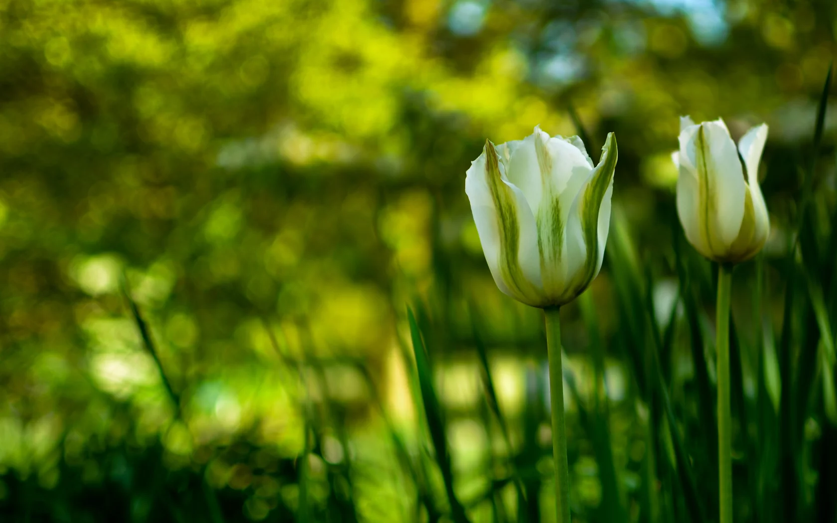 зелень, стебли, лепестки, тюльпаны, природа, цветы, flowers, фокус, бутоны