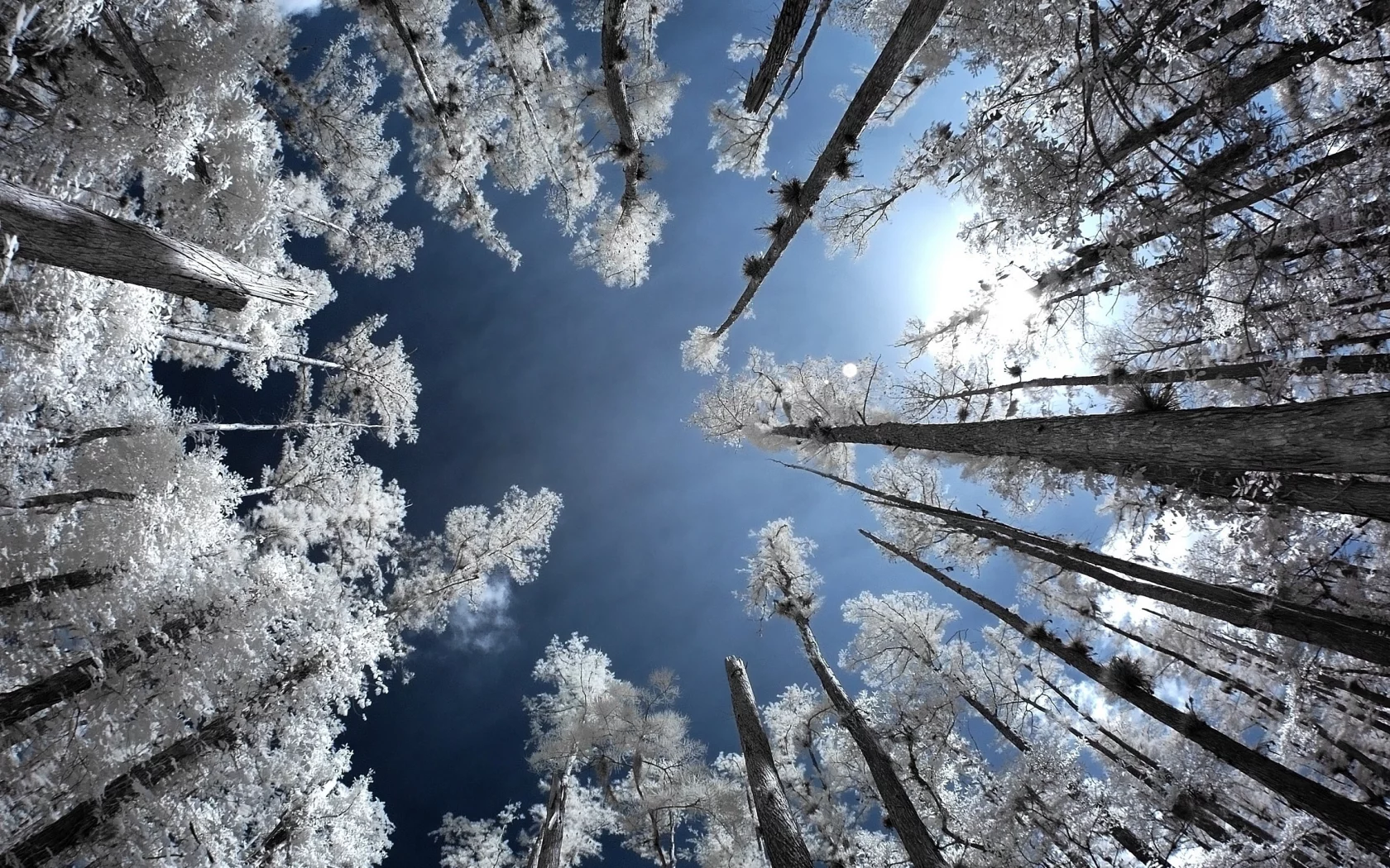 деревья, infrared, лес, иней, небо