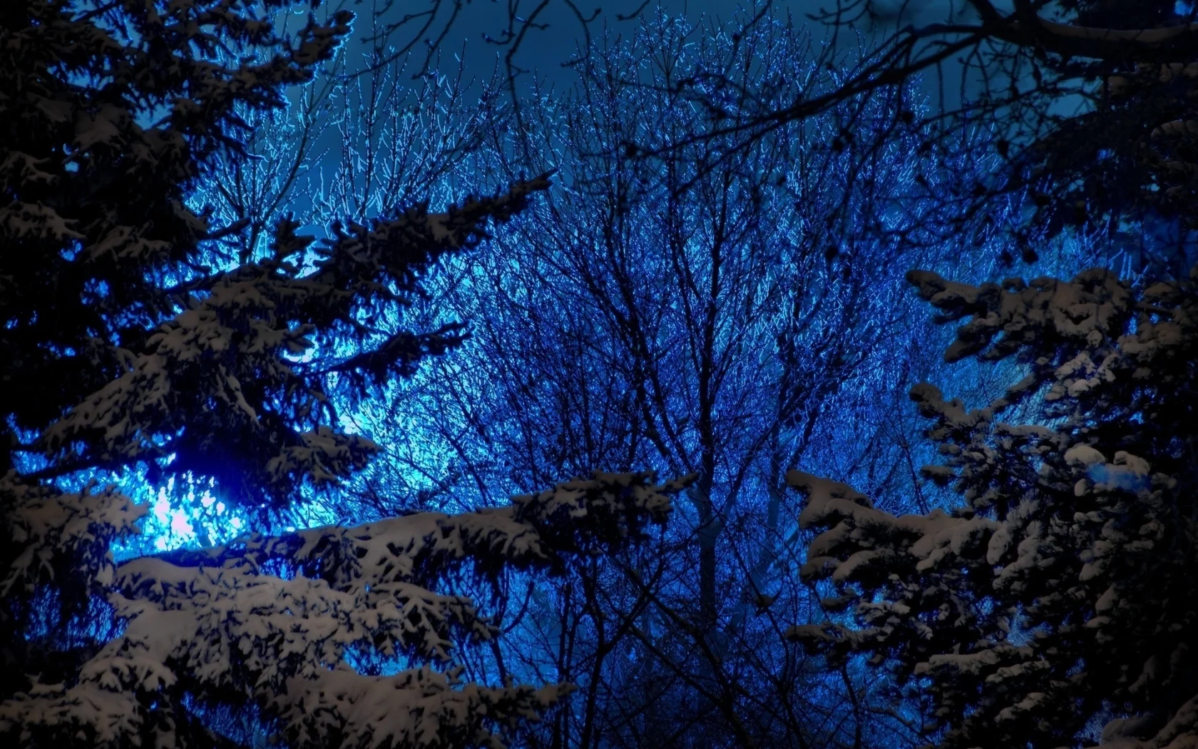 снег, природа, синее, деревья, хвойные, зима, ели, небо, вечер