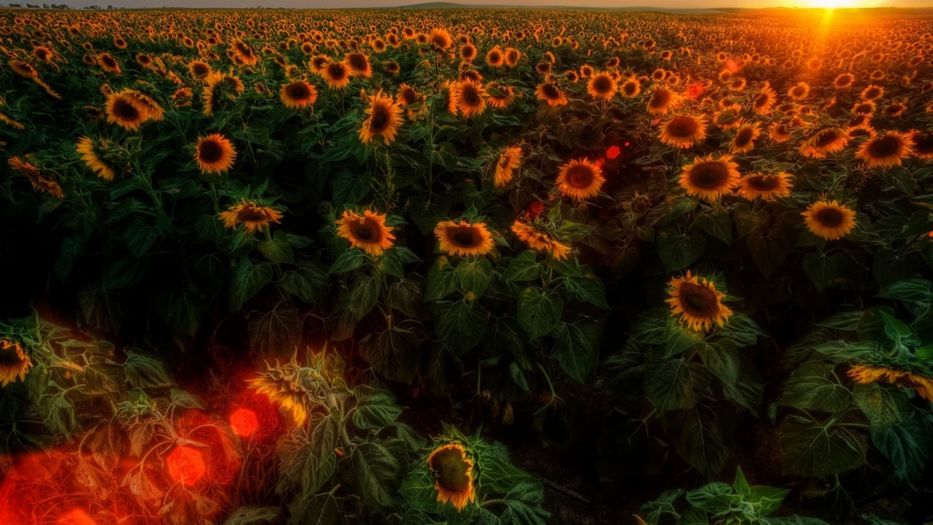 солнце, природа, подсолнухи