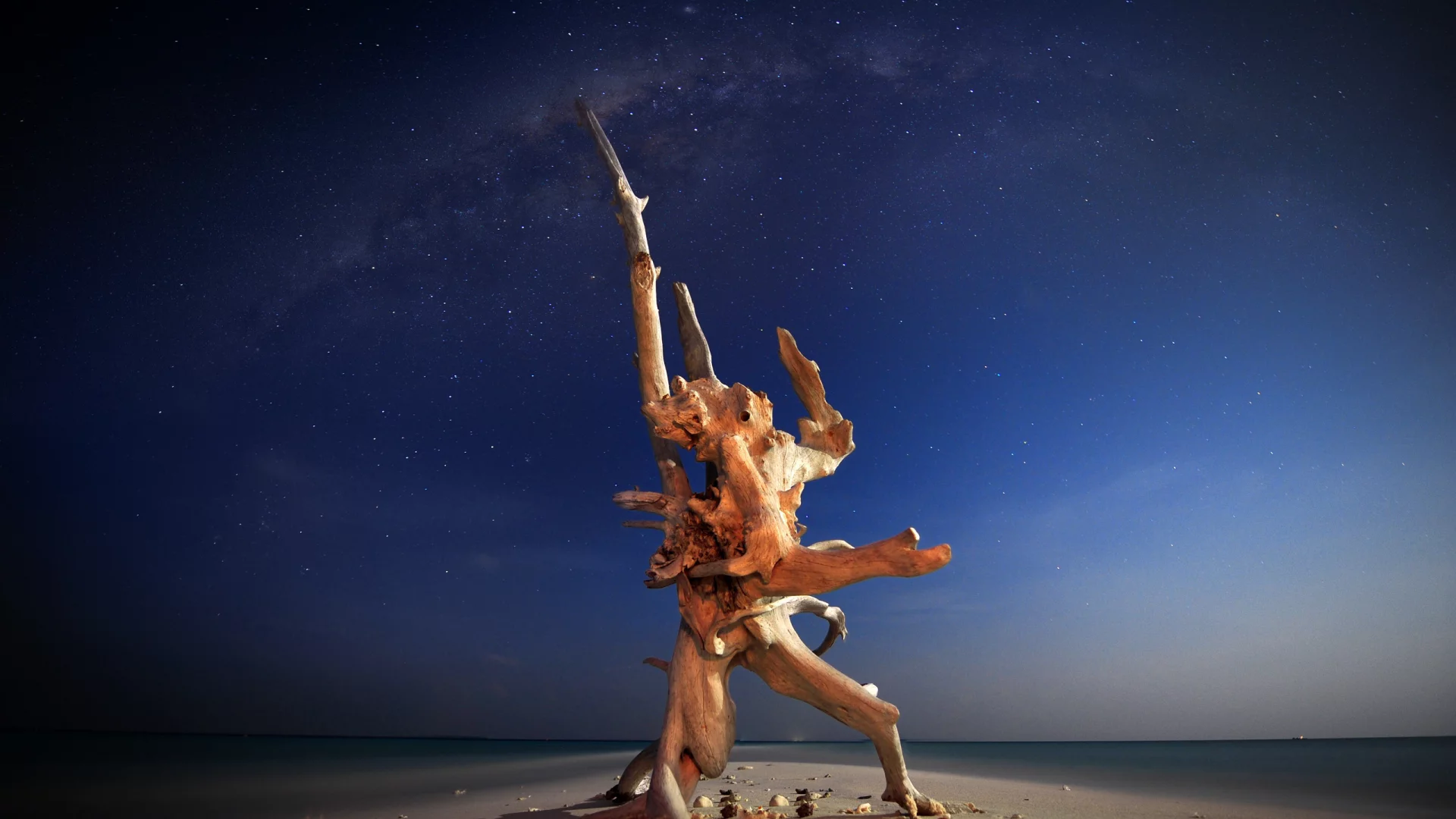 океан, природа, дерево, вода, фото, море, creature of the night, ночь