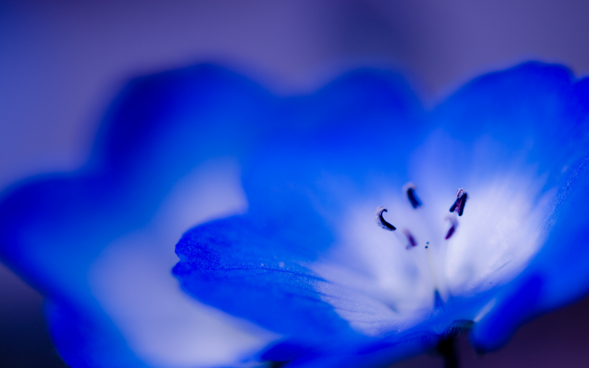 синий, голубой, макро, цветок