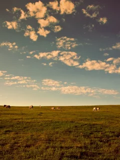 луг, вечер, поле, облака, лошади, закат