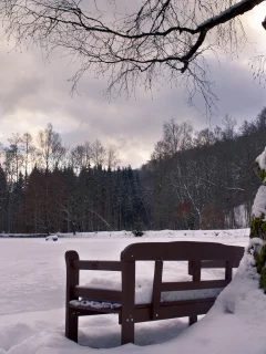 дерево, зима, парк, снег, холод, лавка