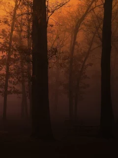 tree, park, темно туман, wood, лес, парк, скамейки, деревья, пейзаж, fog, природа
