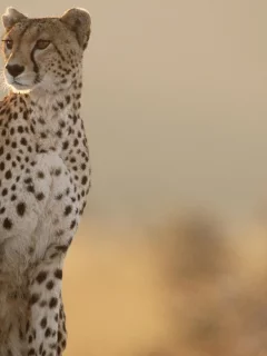 гепард, cheetah, даль, разглядывает