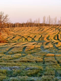 поле, осень, утро