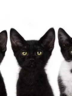 смотрят, котята, коты, черный, cats, усы