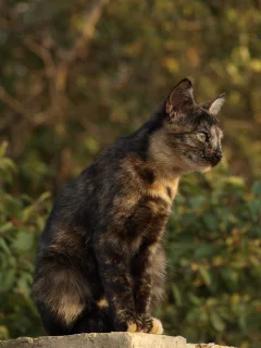 природа, сидит, кошка