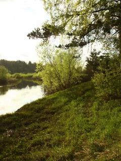 лес, река, деревья, настроение, вода, природа, вечер, кусты, пейзаж, прогулка