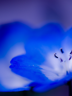 синий, голубой, макро, цветок