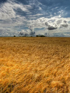 поле, колосков, облака, море, небо, природа