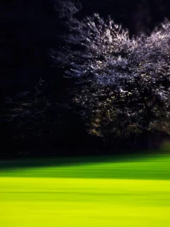 лужайка, ночь, дерево