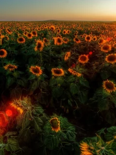 солнце, природа, подсолнухи