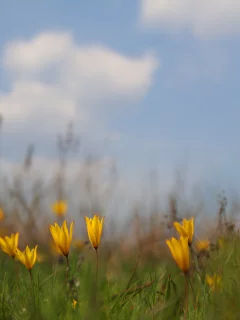 зеленый, лето, растения, желтый, поле, трава, цветы