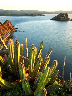 senita cacti, growing, on isla dati