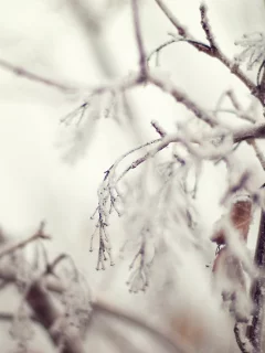 снег, зима, иний, quiet, листва, ветки