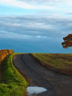 осень, поле, природа, дерево, дорога