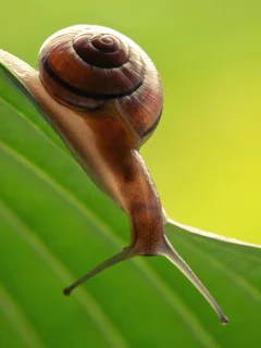 улитка, вниз, вытянулась, макро