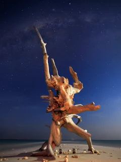 океан, природа, дерево, вода, фото, море, creature of the night, ночь
