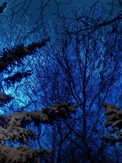 снег, природа, синее, деревья, хвойные, зима, ели, небо, вечер