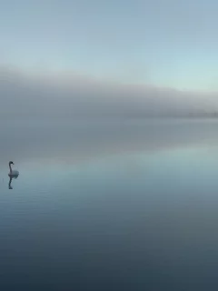туман, лебеди, лес, природа, фото, утро, вода, озеро, multi monitors, деревья, пейзаж, причал, отражение, wallpapers