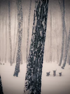 лес, деревья, снег, зима