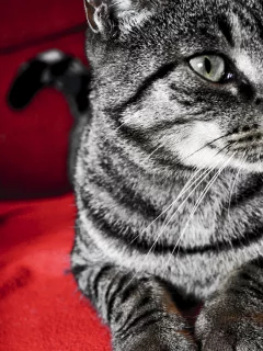 котэ, красный, кот, красный фон