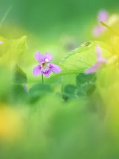 весна, размытость, цветы, цвета, цветок, макро, фокус, зелень, трава, природа
