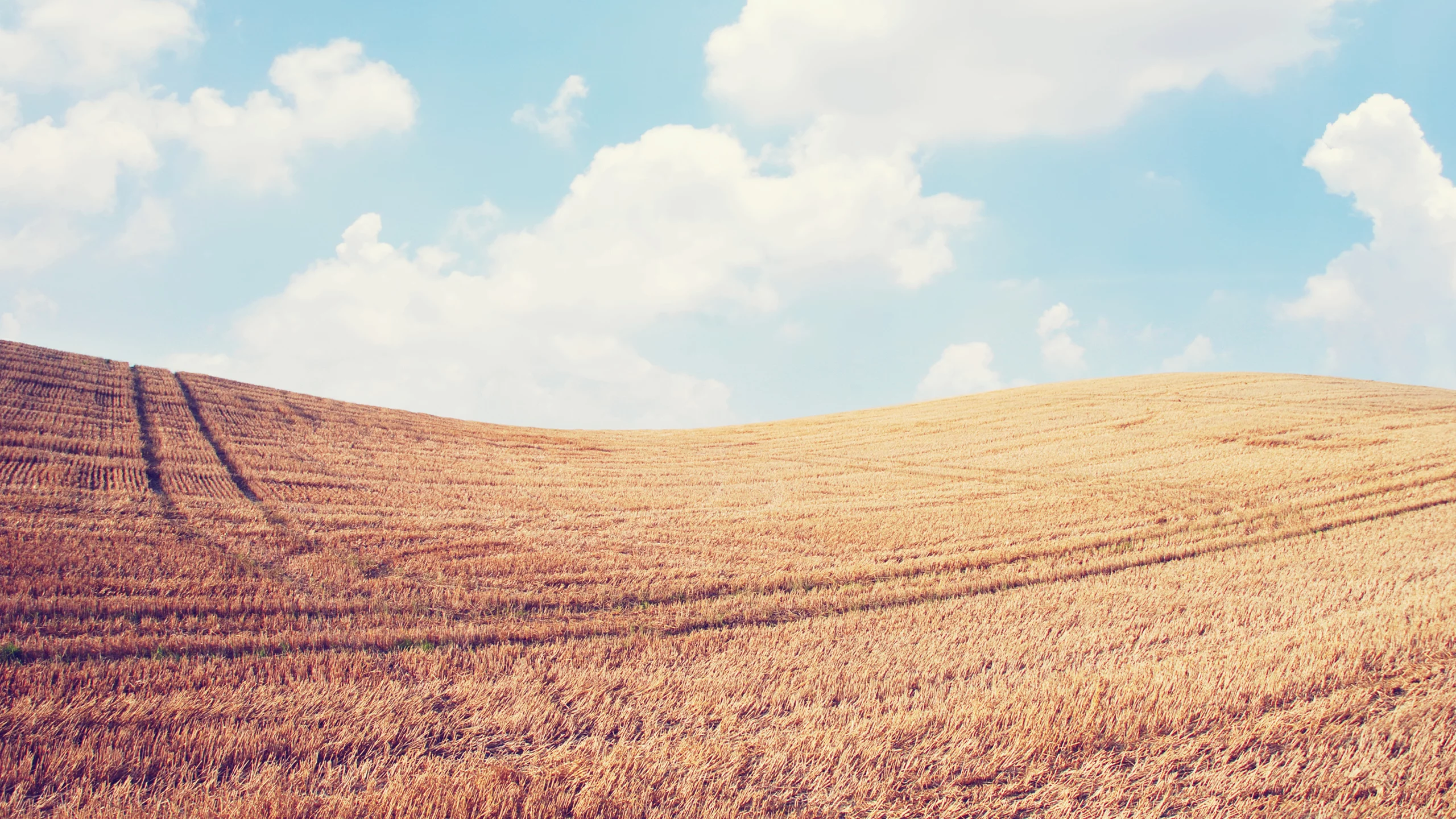 пейзаж, колосья, небо, spikes, природа, sky, nature, поле, облака, clouds, landscape, wheat, field, 2560x1600, пшеница