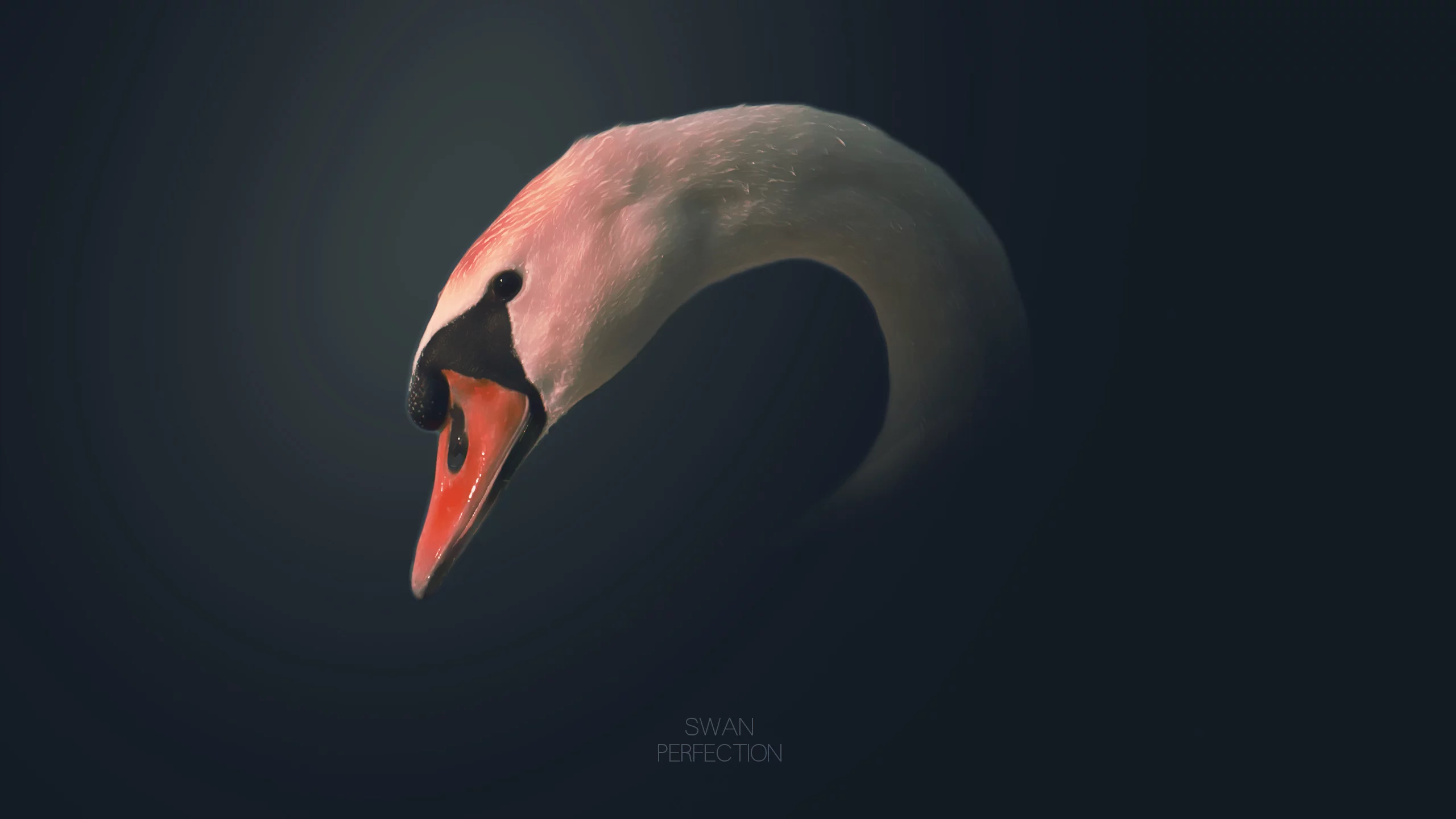 2560x1600, рисунок, lettering, надпись, picture, bird, птица, swan, лебедь