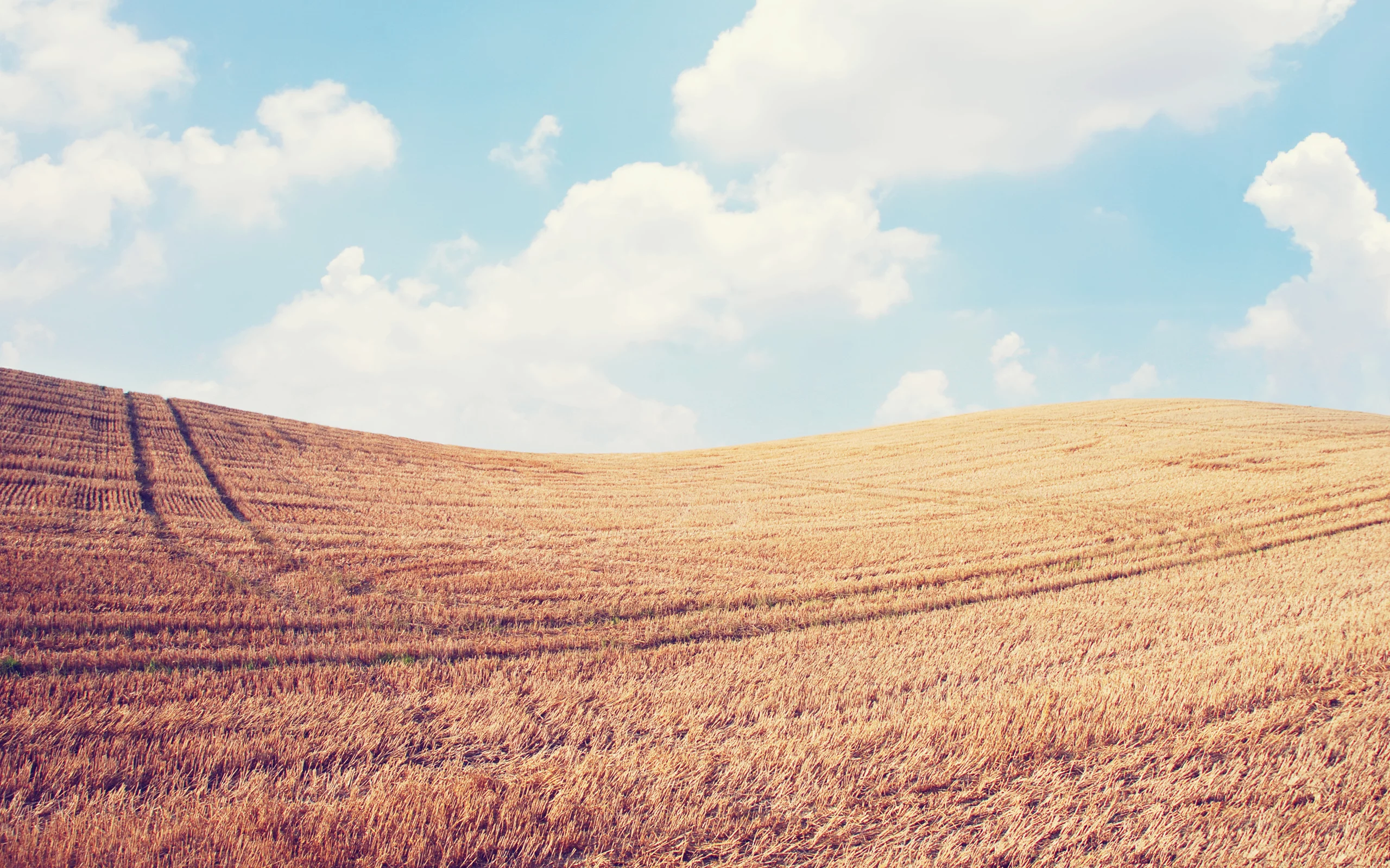 пейзаж, колосья, небо, spikes, природа, sky, nature, поле, облака, clouds, landscape, wheat, field, 2560x1600, пшеница