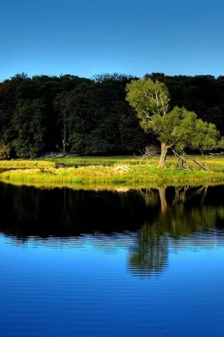 деревья, осень, природа, озеро, отражение