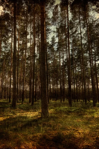 природа, лес, hdr, деревья