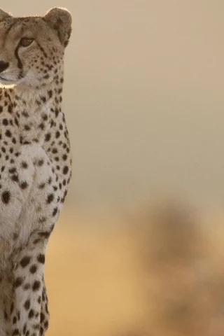 гепард, cheetah, даль, разглядывает