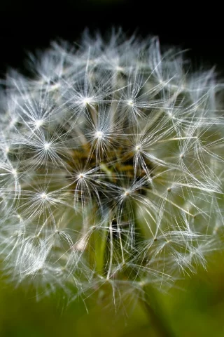 одуванчик, супер макро, dandelion